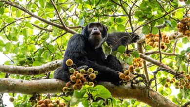 Chimpancés, orcas, cuervos… Dentro de una misma especie, ciertos animales desarrollan su propia cultura Chimpancés, orcas, cuervos… Dentro de una misma especie, ciertos animales desarrollan su propia cultura